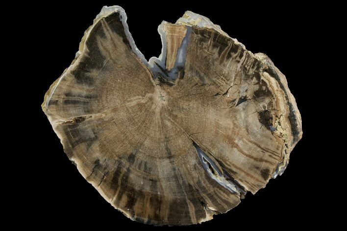 Petrified Wood (Schinoxylon) Slab - Blue Forest, Wyoming #141451